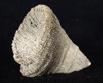 Placosmilia vidali (MALLADA 1892) - Bild © FossNet FossilienStore